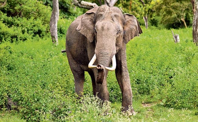बिहार : कर्नाटक के बांदीपुर से वीटीआर में आयेंगे चार जंगली हाथी, लाने में खर्च होंगे 35 लाख