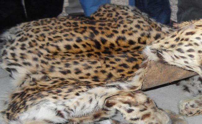 बाघ की 17 किलो हड्डी के साथ, 10 फुट लंबी खाल लेकर तस्कर कर रहे थे… बाघ की 17 किलो हड्डी के साथ, 10 फुट लंबी खाल लेकर तस्कर कर रहे थे…