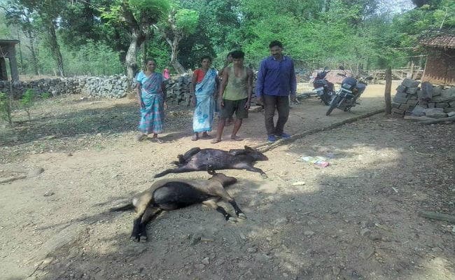 सिमडेगा : एंथ्रेक्स के वैक्सीन से 22 मवेशी की मौत