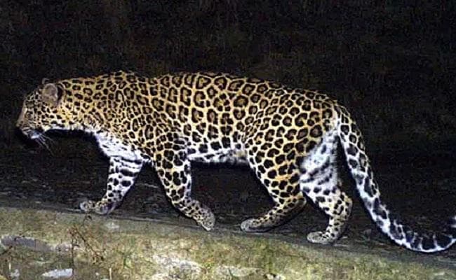 रिहायशी इलाके में अचानक आ धमके दो तेंदुए, दो युवकों को किया घायल, तेंदुओं की खोजबीन जारी