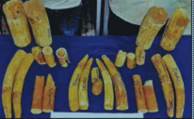 करोड़ों के हाथी दांत बरामद, दो तस्कर गिरफ्तार