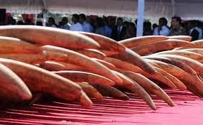 हाथी दांत की तस्करी में दो गिरफ्तार