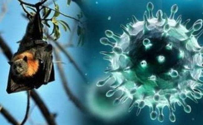 निपाह वायरस को लेकर बिहार में अलर्ट, ऐसे कर सकते हैं बचाव