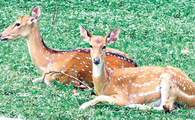 सिलीगुड़ी : …अब बंगाल सफारी के पशु-पक्षियों को लोग ले सकेंगे गोद, पर्यावरण और वन्यप्राणी प्रेमियों में खुशी का माहौल