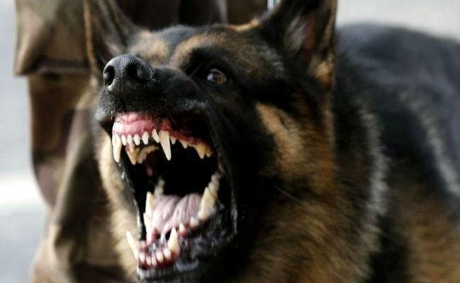 Dog Terror in Begusarai: बेगूसराय में आदमखोर कुत्ते का आतंक, एक दिन में 12 से ज्यादा लोगों को किया जख्मी...