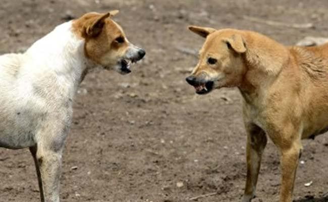 पार्क में बच्चों को छोड़ घरों में काम करने गयी मां, आवारा कुत्तों ने डेढ़ साल के बच्चे की ले ली जान