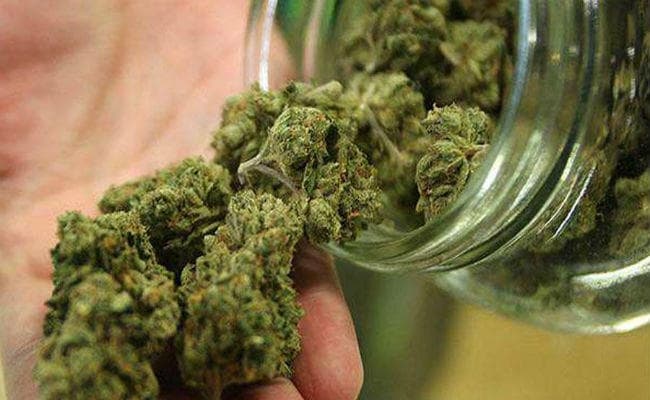 अब कनाडा में वैध होगा गांजा का इस्तेमाल, पीएम बोले युवा सुरक्षित रहेंगे