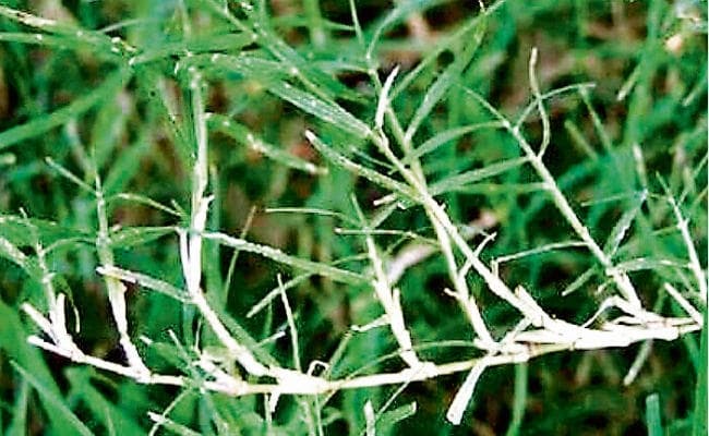 हैजा, उल्टी और चर्म रोग दूर करती है दूब घास
