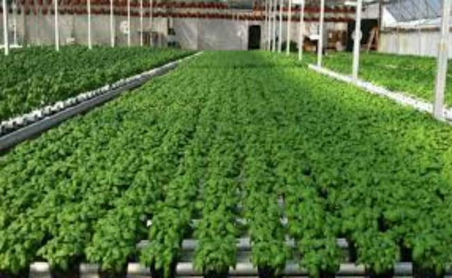 नयी तकनीक से साल भर करें खेती