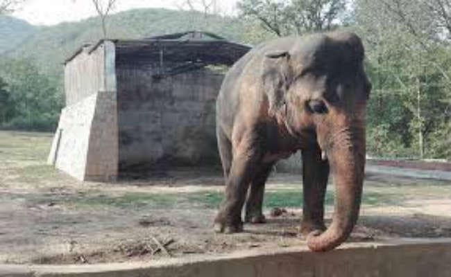 पीरटांड़ : गजराजों का दल मचा रहा उत्पात, चार घरों को तोड़ा