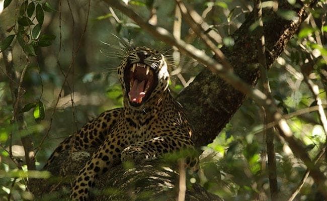 लेपर्ड सफारी की हुई शुरुआत