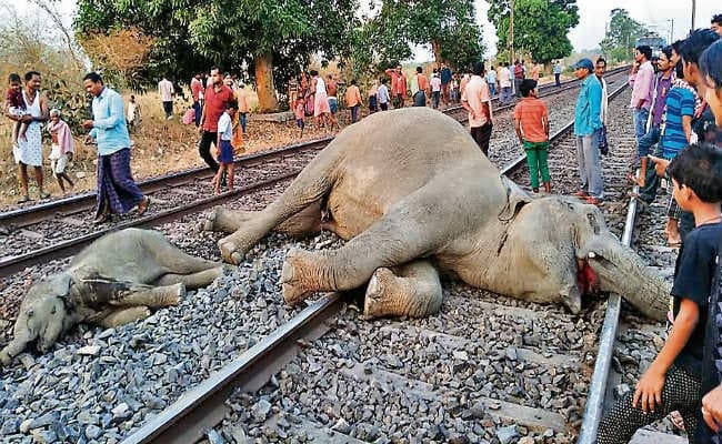 हाथियों की मौत से जागा रेलवे प्रशासन, ट्रेनों की रफ्तार घटी