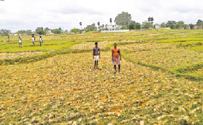 खेत में बिचड़ा खराब होने के कगार पर पहुंचा