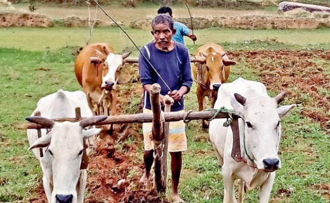 सूखे का संकट : रोपा तो तब होगा, जब खेतों में रहेगा पानी