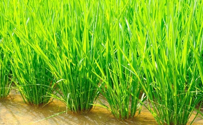 पटना : खरीफ मौसम से फसल सहायता योजना लागू, अब एक प्रतिशत फसल क्षति पर भी मिलेगा मुआवजा