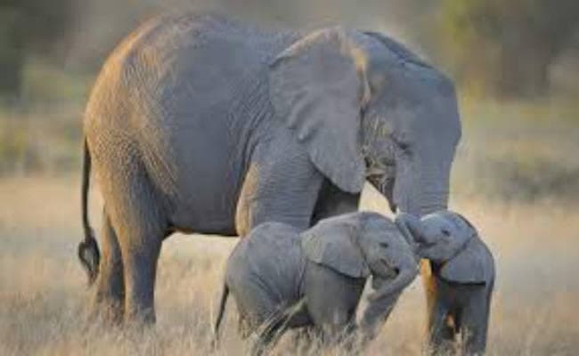 रेल ओवरब्रिज निर्माण से हाथियों की मौत पर लगेगी लगाम