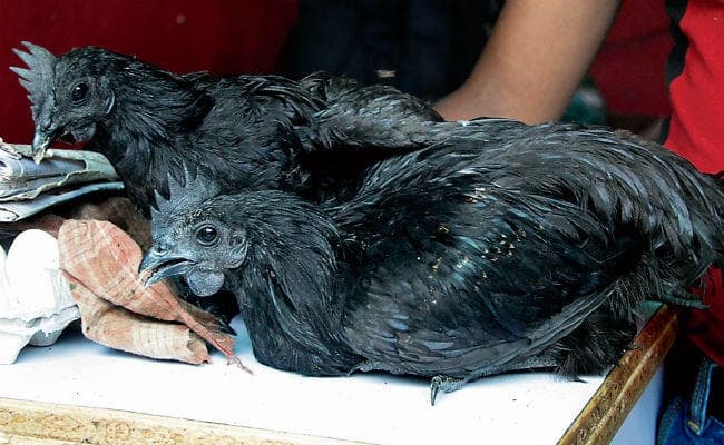 पटना : मध्यप्रदेश से पटना पहुंचा प्रसिद्ध कड़क नाथ मुर्गा