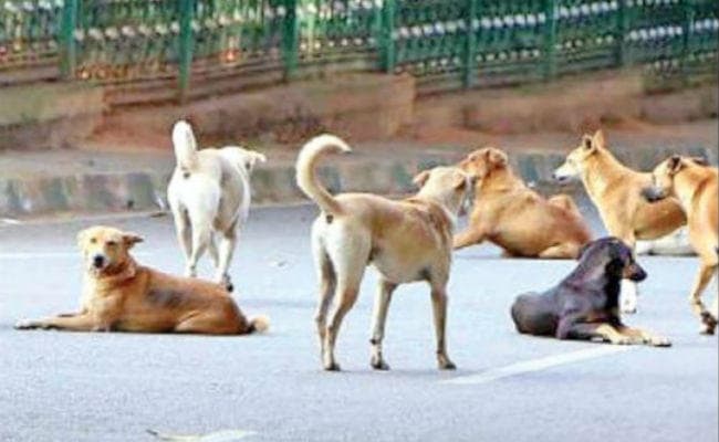 गर्मी को दूर भगाने के लिए कुत्ते का मांस खा रहे हैं उत्तर कोरिया के लोग