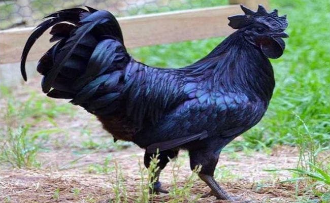 सट्टा मटका की तरह ही झारखंड में लोकप्रिय है यह खेल, लाखों की लगती है बोली, दक्षिण भारत से मंगाये जाते हैं...