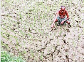 जिले में अब तक 52% ही हुई धान की रोपनी, 20 जुलाई तक 23 फीसदी ही हो पायी थी रोपनी