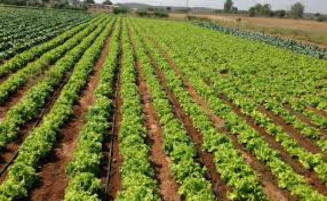 किसान व कृषि वैज्ञानिक साथ मिल कर करें काम, तो खेती की सभी समस्या का होगा निदान