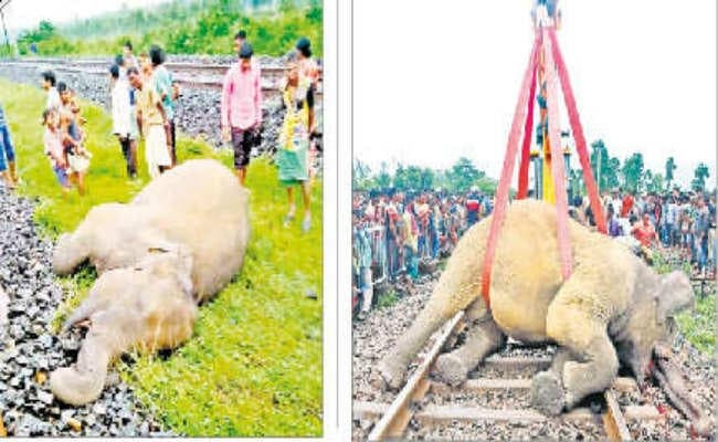 ज्ञानेश्वरी एक्सप्रेस के धक्के से तीन हाथियों की मौत