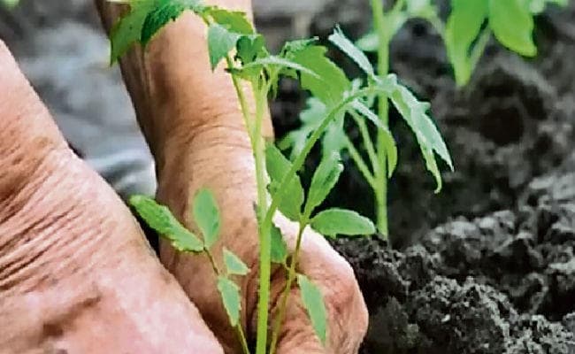 16 करोड़ की लागत से राजारहाट में बनेगा जैविक बाजार