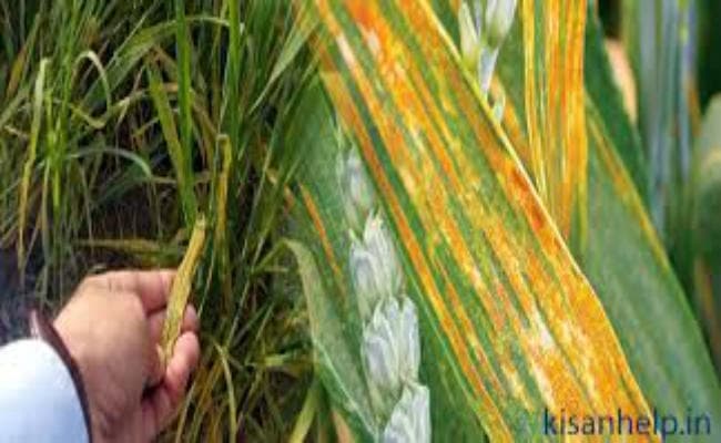 बीएयू में गेहूं व जौ की 57वीं वार्षिक राष्ट्रीय कार्य समूह बैठक शुरू