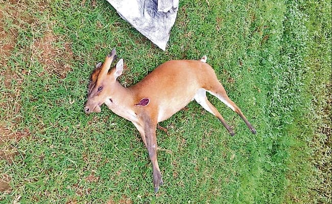 हजारीबाग में किसने किया हिरण का शिकार?