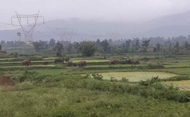 बोकारो : 31 हाथियों का झुंड गोमिया पहुंचा, दहशत में ग्रामीण