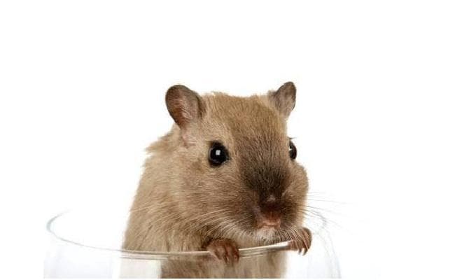 चूहों के खिलाफ जंग छेड़ेगा यह देश, जानें पूरा मामला