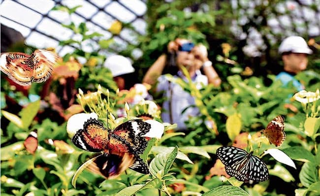 रांची : टाटा जू के एक्सपर्ट कर रहे सहयोग, ओरमांझी चिड़ियाघर में बनेगा तितली पार्क