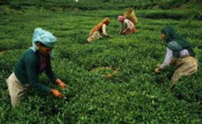 चाय श्रमिकों को मिलेगा 19.50% बोनस, श्रमिक और मालिक पक्ष की बैठक में बनी सहमति