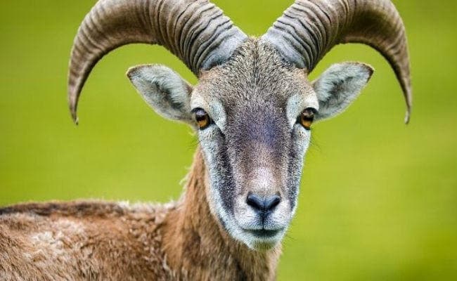ओडिशा में एक बकरी ने करा दिया 2.7 करोड़ रुपये का नुकसान, पढ़ें पूरी खबर