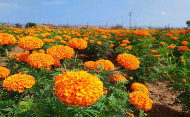 अच्छी खबर : गेंदा फूल से गुमला की महिलाओं के जीवन में आयी ''बहार''