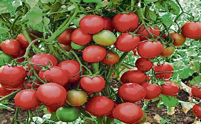 इरान व सऊदी अरब से आयेंगे काजू व खजूर, बिहार के टमाटर को खाड़ी देशों में बेचेगा बिस्कोमान