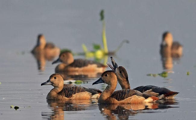 मेहमान पक्षियों के आने से पहले सांतरागाछी झील की सफाई शुरू