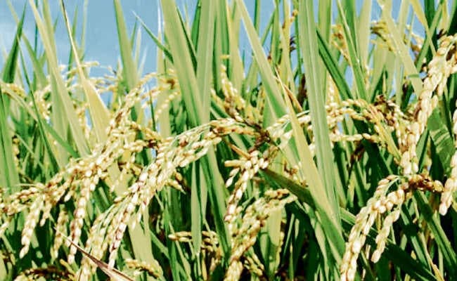ऑनलाइन होगी धान खरीद 30 लाख टन का लक्ष्य तय