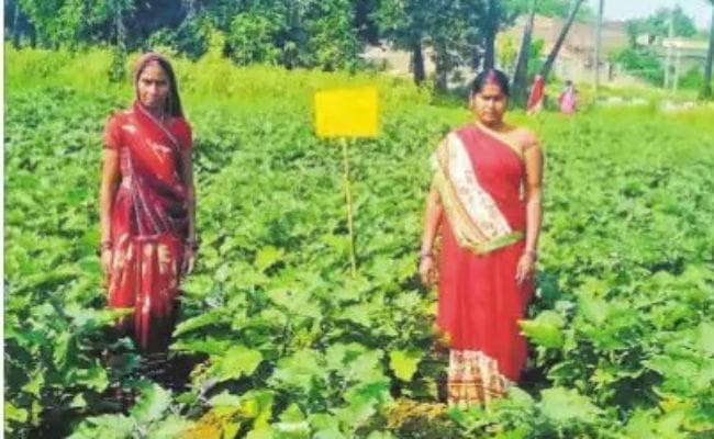 श्रीविधि से जैविक खेती के लिए रोल मॉडल बन चुकी हैं साको देवी