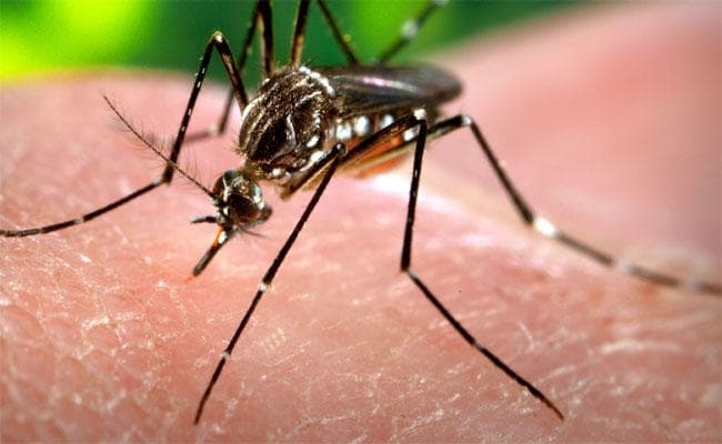 भागलपुर :मौसम के ठंडे होने का करें इंतजार, तब मिलेगी डेंगू से राहत