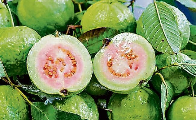 सर्दियों में फायदेमंद है अमरूद