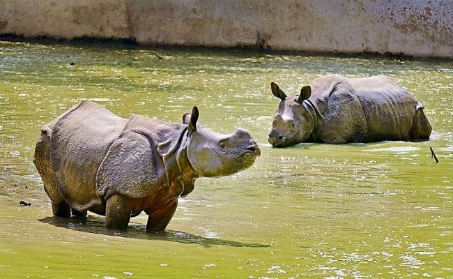 यहां हाथी से अधिक गैंडा घास, तो शेर से ज्यादा मांस खाता है बाघ