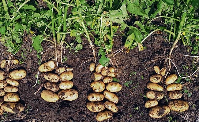 आलू व टमाटर की करें वैज्ञानिक तरीके से खेती