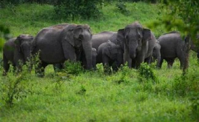 बड़कागांव : शुकुलखपिया-मोतरा जंगल की सीमा पर जमा है जंगली हाथियों का एक झुंड