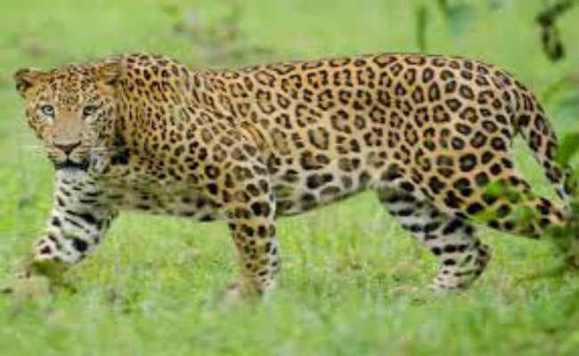 सिलीगुड़ी : सफारी पार्क में ड्रोन कैमरा भी फेल, तीसरे दिन भी नहीं मिला तेंदुए का कोई सुराग