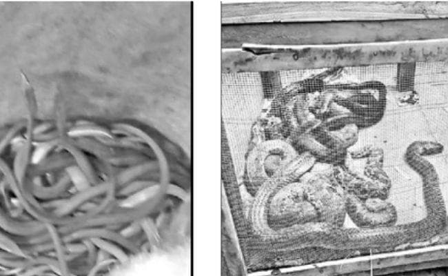 मालदा : कंचनजंघा एक्सप्रेस से हो रही थी 107 सांपों की तस्करी