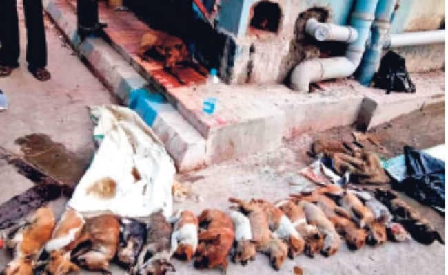 कोलकाता : जांच रिपोर्ट में सामने आयी हत्यारों की निर्ममता, पिल्लों को बेरहमी से पीट-पीटकर मौत के घाट उतारा