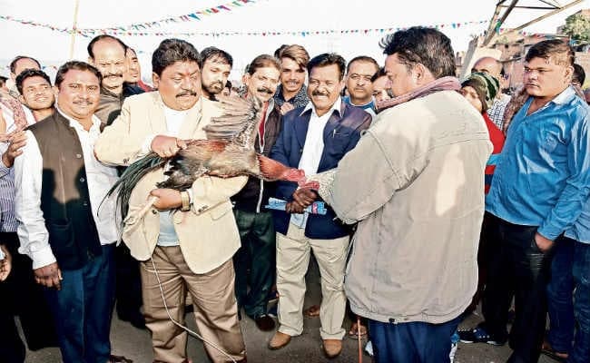 जमशेदपुर : दुलाल के गब्बर व बॉक्सर ने 11 मुर्गों को मार बाइक जीती