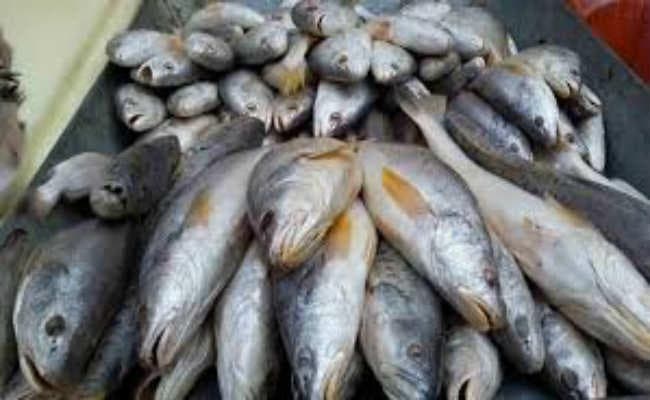 पटना : आंध्र की मछली से रोक नहीं हटी तो मंडी होगी बंद