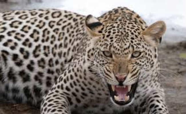 दिल्ली के नजफगढ़ में तेंदुए देखे जाने से लोगों में खौफ, वन विभाग ने जारी किया अलर्ट, लगवाए पोस्टर